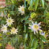 GreenboutiQ Passionsblume Tricolour - 3 Pflanzen im 11cm Topf Bild 5