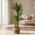 Yucca Elephantipes im Korb: Robuste Zimmerpflanze (Ø21cm, 90-110cm) Bild 5