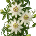 6x Passiflora 'Constance Elliott' - Weiße Passionsblume, Kletterpflanze, Ø9cm Bild 4