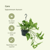 2x Epipremnum Aureum 'Golden Pothos' - 25cm Topf (Ø15cm) Bild 3