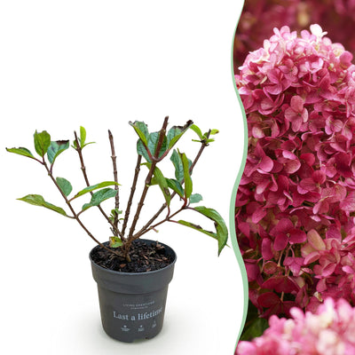 Rispenhortensie 'Living Little Rosy' - Winterhart, Rosa, Topf 12cm