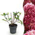 Rispenhortensie 'Living Little Rosy' - Winterhart, Rosa, Topf 12cm Bild 1