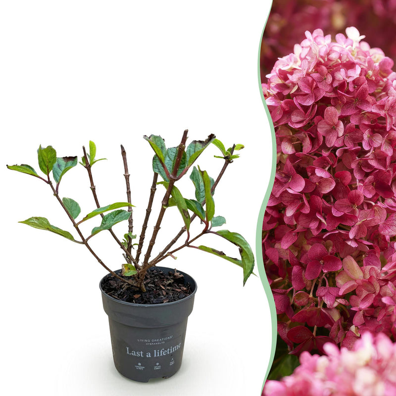 Rispenhortensie 'Living Little Rosy' - Winterhart, Rosa, Topf 12cm