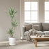 Dracaena White Stripe, 150cm, Ø24cm Topf Bild 3