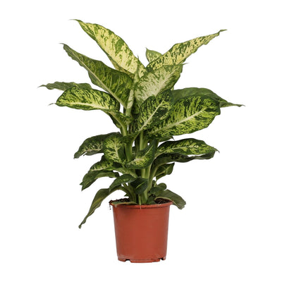 Dieffenbachia Mars: Exotische & pflegeleichte Zimmerpflanze (17cm Topf)