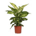 Dieffenbachia Mars: Exotische & pflegeleichte Zimmerpflanze (17cm Topf) Bild 1