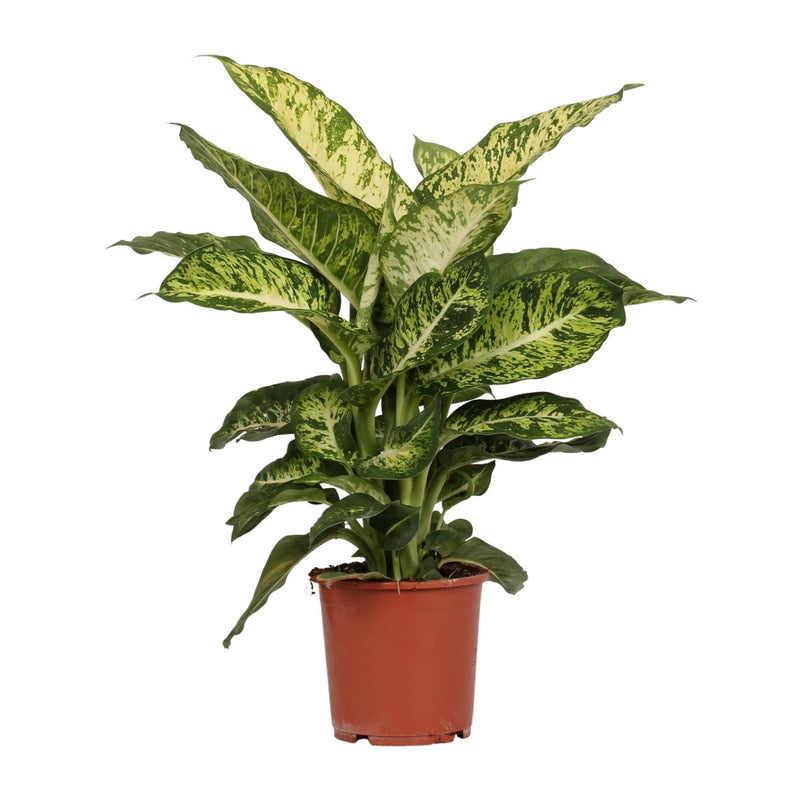 Dieffenbachia Mars: Exotische & pflegeleichte Zimmerpflanze (17cm Topf)