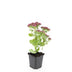 24x Sedum 'Herbstfreude' - 10-25cm Topf Ø9cm Bild 2