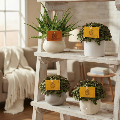 4er-Set: Aloe Spider & Callisia Turtle – Ø10,5 cm Töpfe