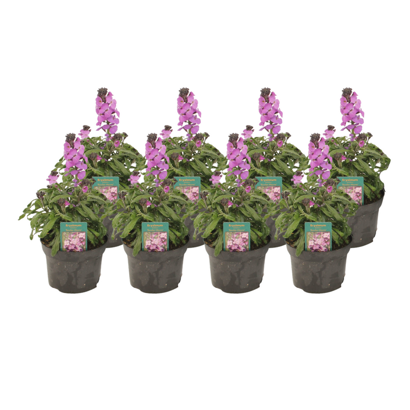 Erysimum Linifolium 'Bowles Mauve' – 8 Pflanzen im 13cm Topf