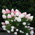 BoutiQ Gartenhortensie 'Living Pink & Rose' - 3 Pflanzen, Winterhart Bild 5