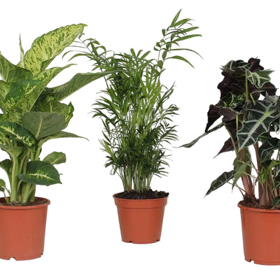 Zimmerpflanzen-Set: 3er-Pack, Ø17cm, 45-55cm hoch
