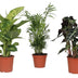 Houseplant Set: 3-pack, Ø17cm, 45-55cm high Bild 1