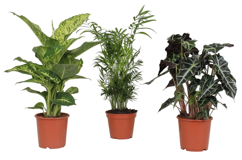 Houseplant Set: 3-pack, Ø17cm, 45-55cm high