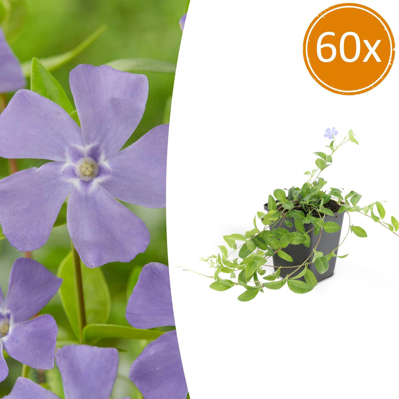 60x Kleines Immergrün (Vinca minor) - 10-25cm - Ø9cm