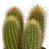 3x Cereus-Mischung (Säulenkakteen) - 10,5 cm Topfgröße, ohne Topf Bild 3
