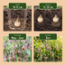 40x Sizilianischer Honigknoblauch (Allium Siculum) Creme-Rosa Bild 4