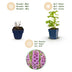 Green boutiQ - Stauden - Delphinium (P) Astolat - Rittersporn - Bienen- und Schmetterlingsmagneten - Rosa - 1 Pflanze - Topf 11cm - Höhe 15-25cm Bild 4