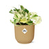 Epipremnum Pinnatum Happy Leaf im Topf ELHO Vibes Fold 14 cm gelb Bild 2