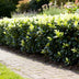 GreenboutiQ Euonymus Paloma Blanca Heckenpflanze - 8 Stück Bild 7