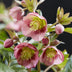 Lenzrose 'Helleborus Dacaya' - Immergrün, Rosa Blüte, Topf 19cm Bild 5