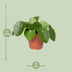 Pilea Peperomioides: Pancake Plant, Easy Care & Air Purifying Bild 2