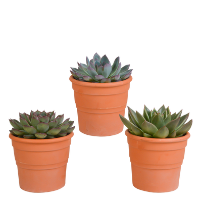 Echeveria-Mix: 3 Sukkulenten im Terrakottatopf (10,5 cm)