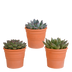 Echeveria-Mix: 3 Sukkulenten im Terrakottatopf (10,5 cm) Bild 1