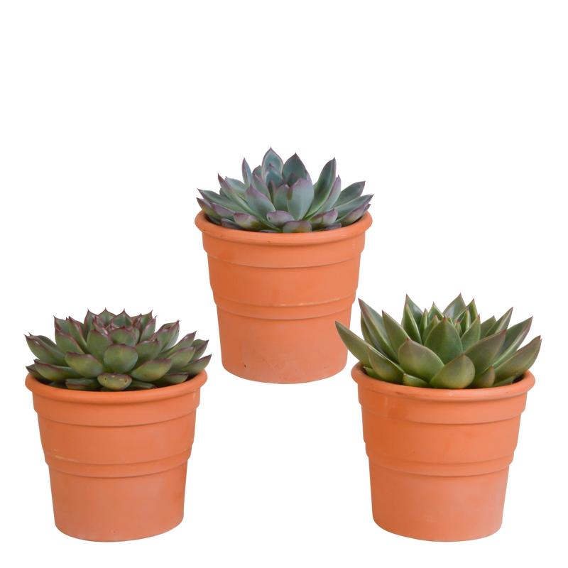 Echeveria-Mix: 3 Sukkulenten im Terrakottatopf (10,5 cm)