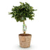 Schefflera Gold Capelle - Pflegeleichte Zimmerpflanze im Korb, 70-81cm Bild 2