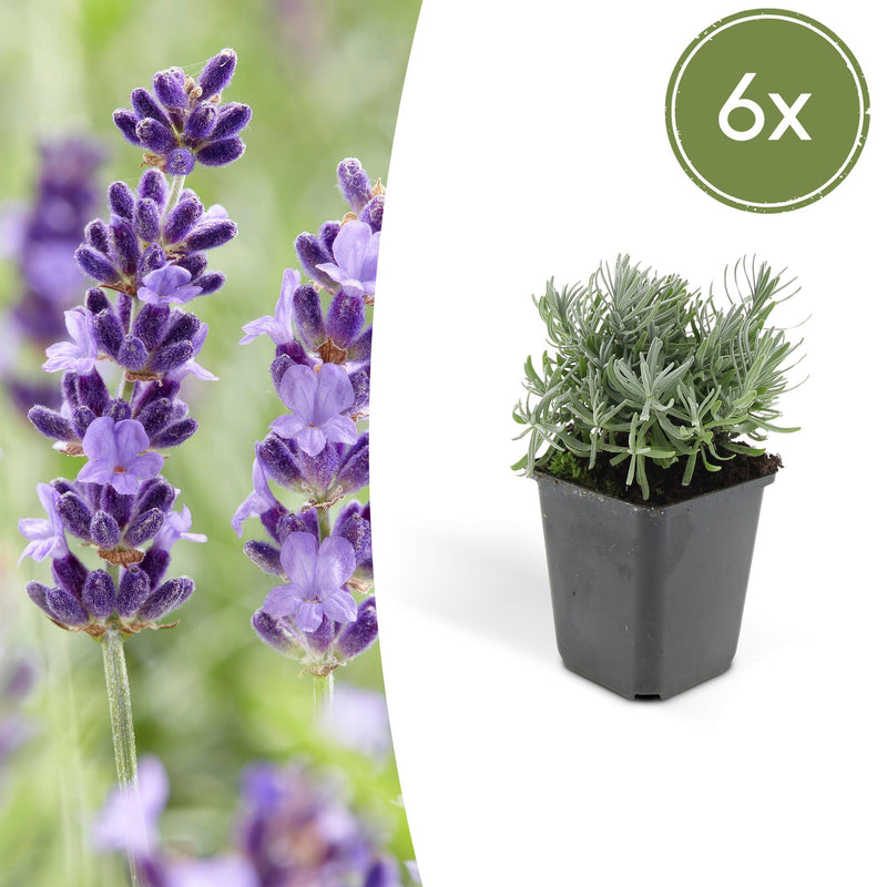 6x Lavendel 'Hidcote' (10-25cm) im 9cm Topf