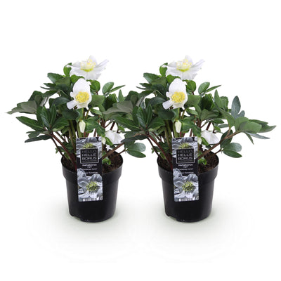 Weihnachtsrose 'Christmas Carol' - Weiße Blüte, 2 Pflanzen, Topf 10,5cm