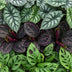 3x Baby Jungle Mix Tropisch - Alocasia, Calathea, Monstera Ø6cm Bild 4