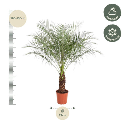 Phoenix Roebelenii Palme, 150 cm, Ø27 - Exotischer Hingucker