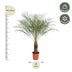 Phoenix Roebelenii Palme, 150 cm, Ø27 - Exotischer Hingucker Bild 2