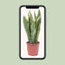 Sansevieria Trifasciata Laurentii - Ø14cm - pflegeleicht, luftreinigend Bild 5