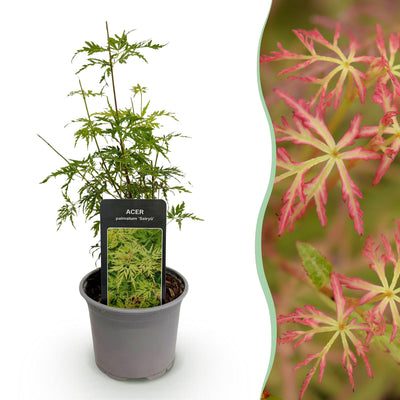 Acer palmatum Seiryu: Japanischer Fächerahorn für Garten & Balkon