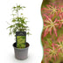 Acer palmatum Seiryu: Japanischer Fächerahorn für Garten & Balkon Bild 1