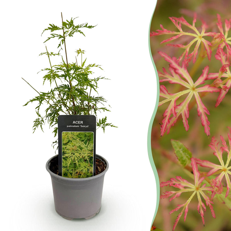 Acer palmatum Seiryu: Japanischer Fächerahorn für Garten & Balkon