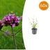 60x Verbena bonariensis 'Lollipop' - 10-25cm - Ø9cm Bild 1