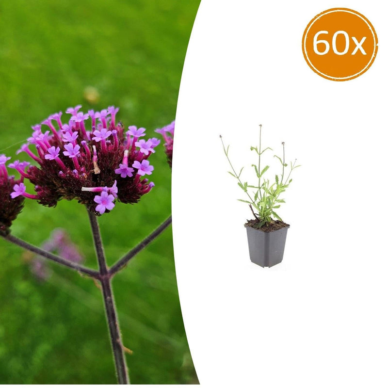 60x Verbena bonariensis 'Lollipop' - 10-25cm - Ø9cm