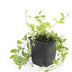 48x Vinca minor 'Aureovariegata' - ↕10-25cm - Ø9cm Bild 5