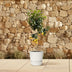 Zitronenbaum im 24cm Topf, 140cm hoch – Frische Zitrusfrüchte & Duft Bild 4