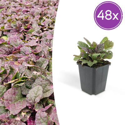 48x Kriechender Günsel 'Burgundy Glow', 10-25cm