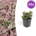 48x Bugleweed 'Burgundy Glow', 10-25cm Bild 1