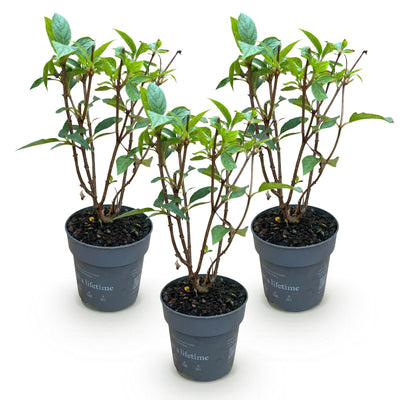 BoutiQ Gartenhortensie 'Living Pink & Rose' - 3 Pflanzen, Winterhart