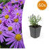 Lila Herbstaster 'Prof. Anton Kippenberg' – 60er Set Gartenpflanzen Bild 1