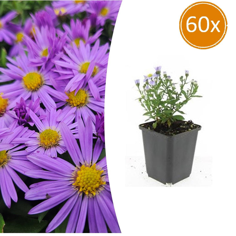 Lila Herbstaster 'Prof. Anton Kippenberg' – 60er Set Gartenpflanzen