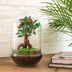 Bottle Garden Egg XL Bonsai - DIY Plant Terrarium, 30 cm Bild 2