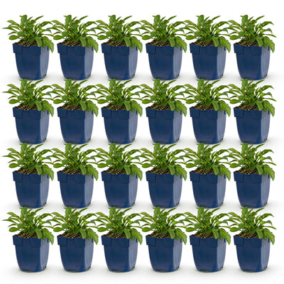 Green boutiQ – Perennial – Campanula persicifolia – Peach-leaved Bellflower – Bee and Butterfly Magnet – Blue – 24 Plants – Pot 11 cm – Height 15–25 cm